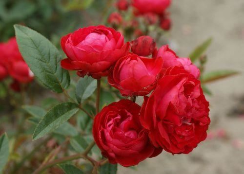 Rosa'Mothersday'(Fêtes Des Mères, Morsdag) - blote wortel afbeelding