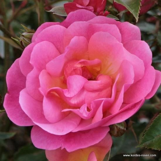 Rosa'Korfeining'(Maxivita) - blote wortel afbeelding