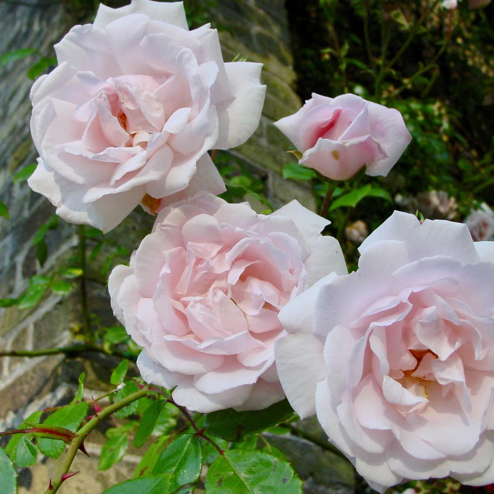 Rosa'New Dawn'- pot - klimroos afbeelding