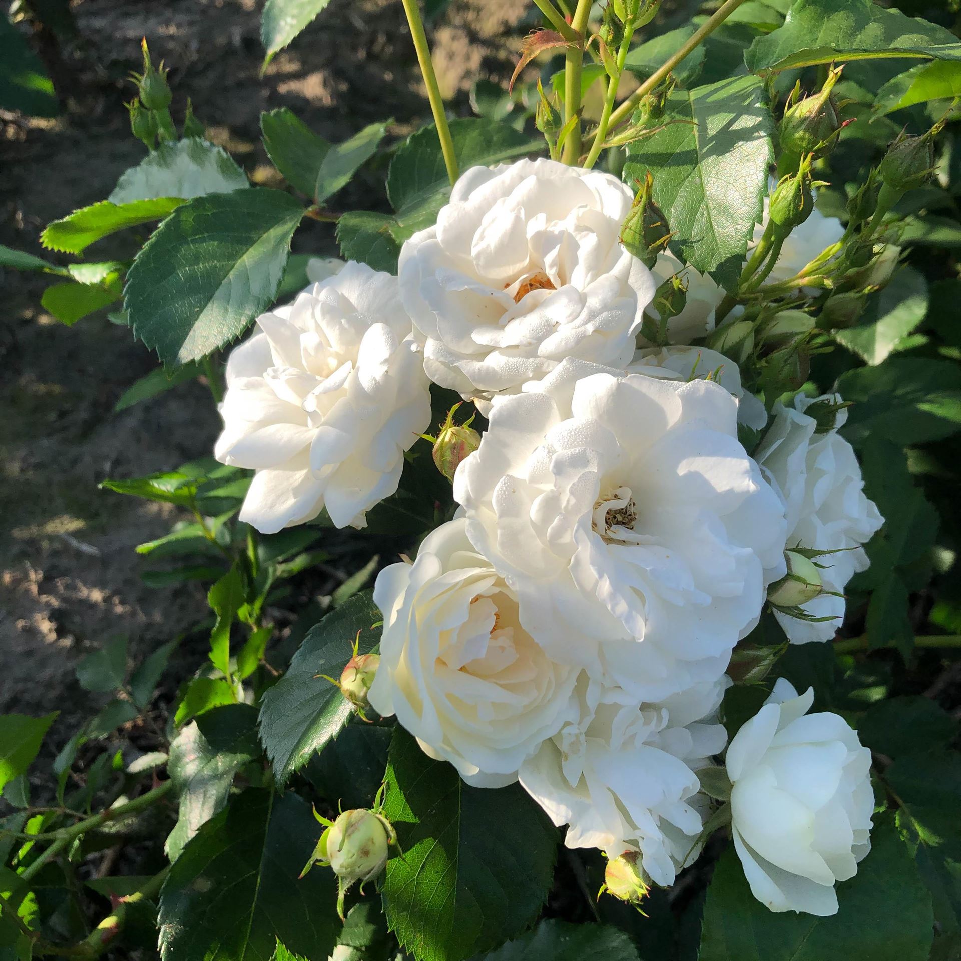 Rosa'Lenadne'(Neige d'Eté) - pot afbeelding