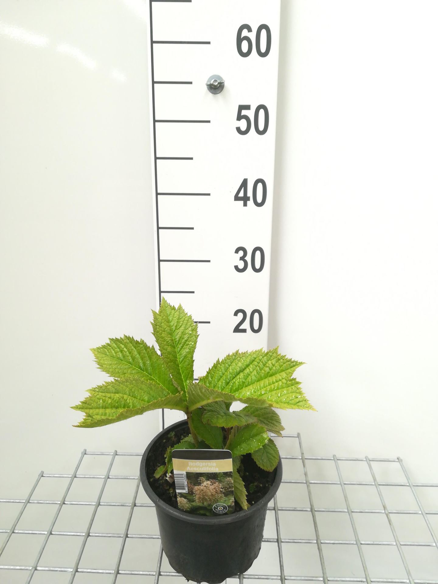 Rodgersia aesculifolia - pot 2L afbeelding