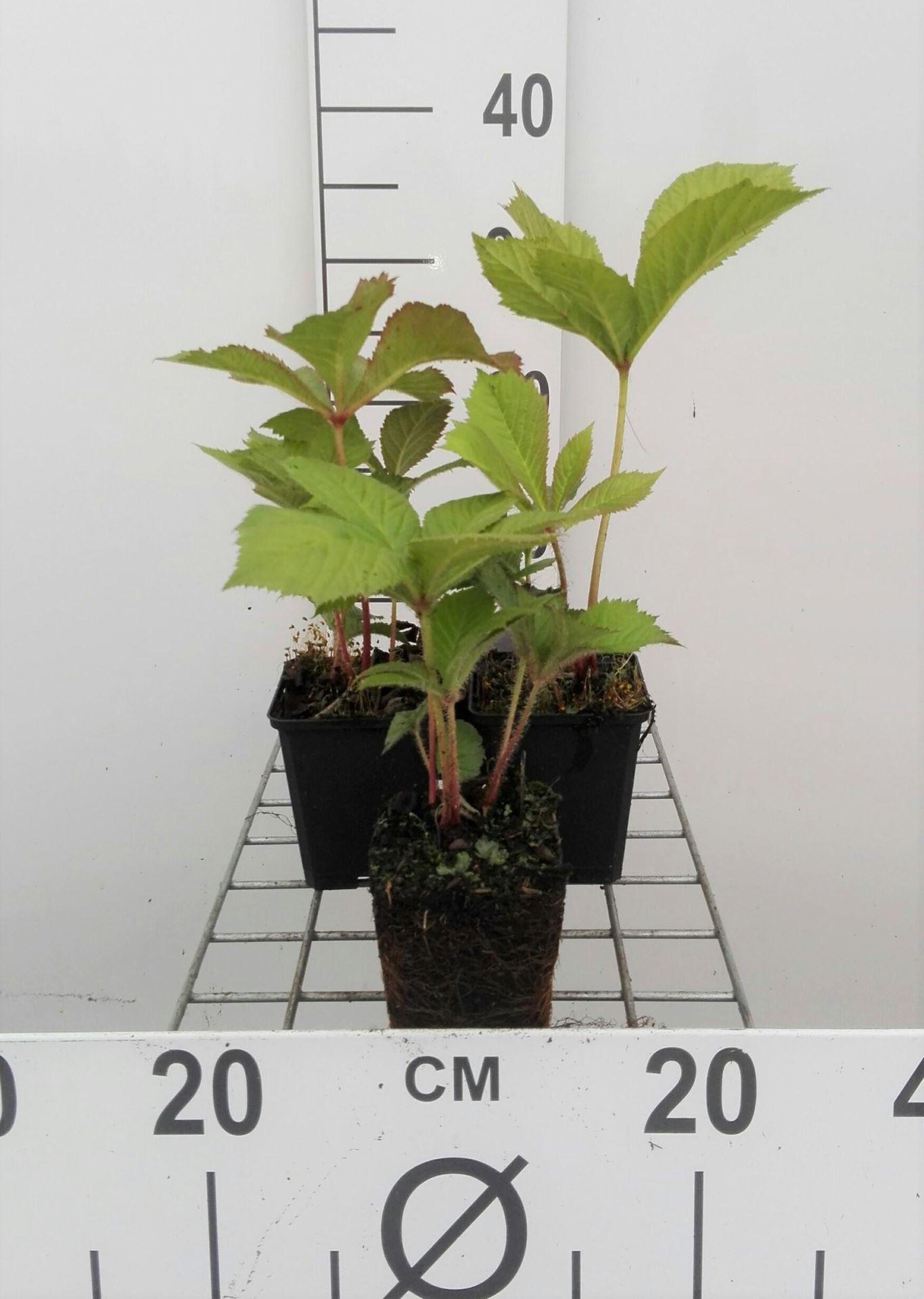 Rodgersia aesculifolia - pot 9x9 cm afbeelding