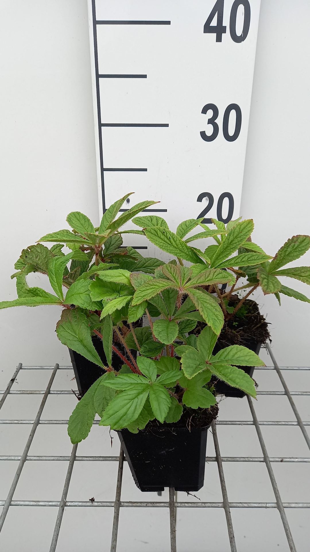 Rodgersia henrici - pot 9x9 cm afbeelding