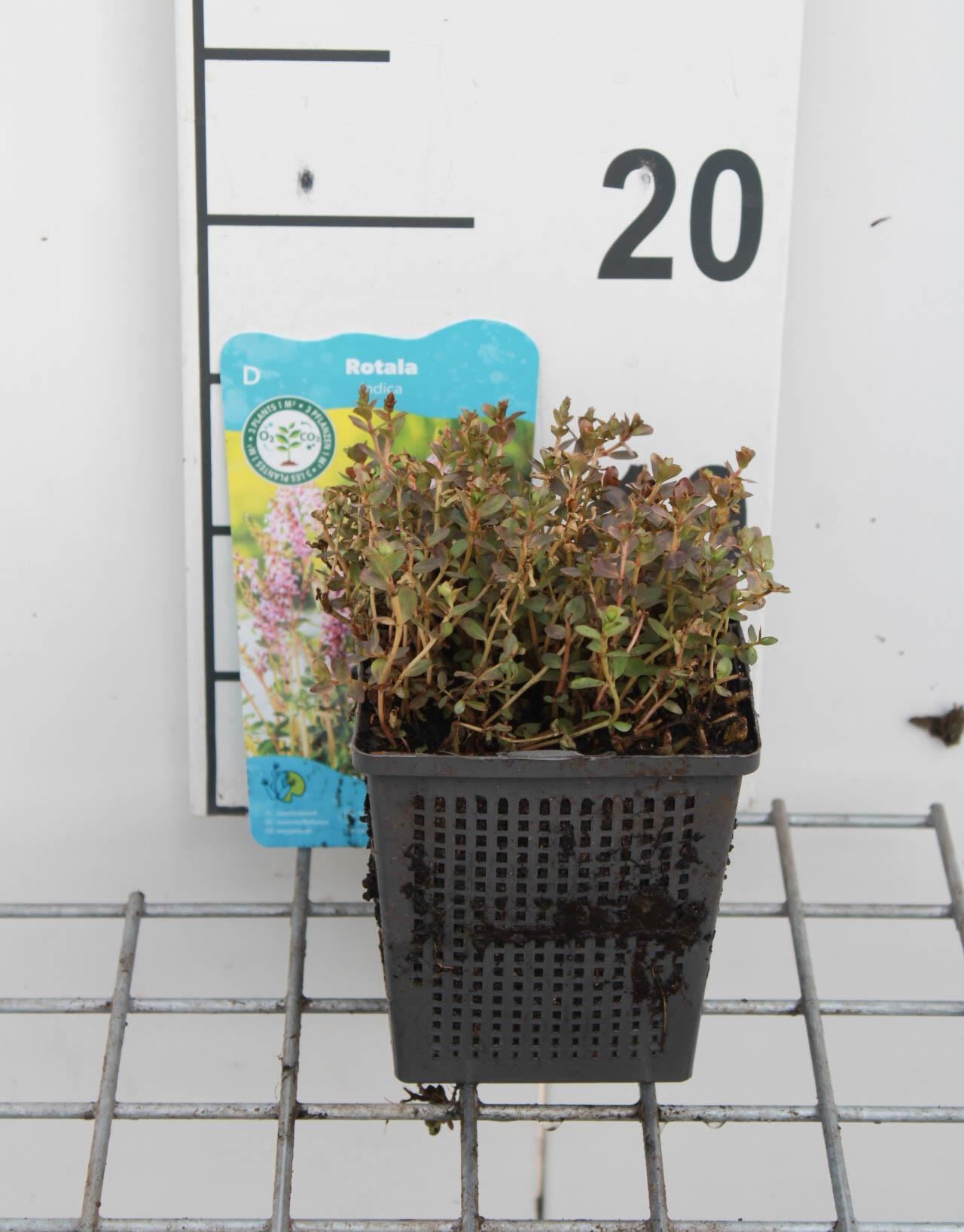 Rotala indica - pot 11x11 cm afbeelding