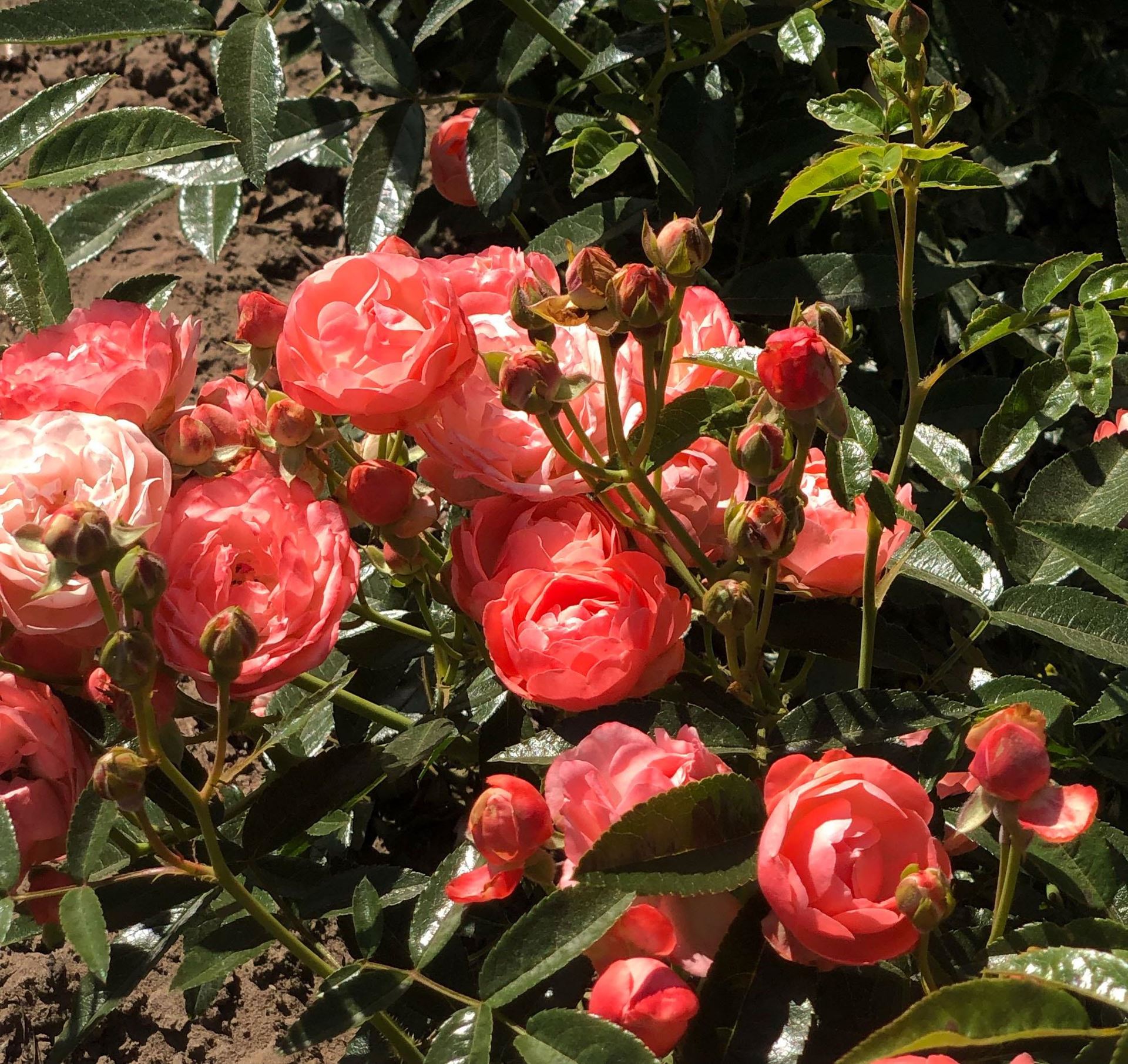 Rosa'Orange Morsdag'(Orange Mothersday) - pot - afbeelding