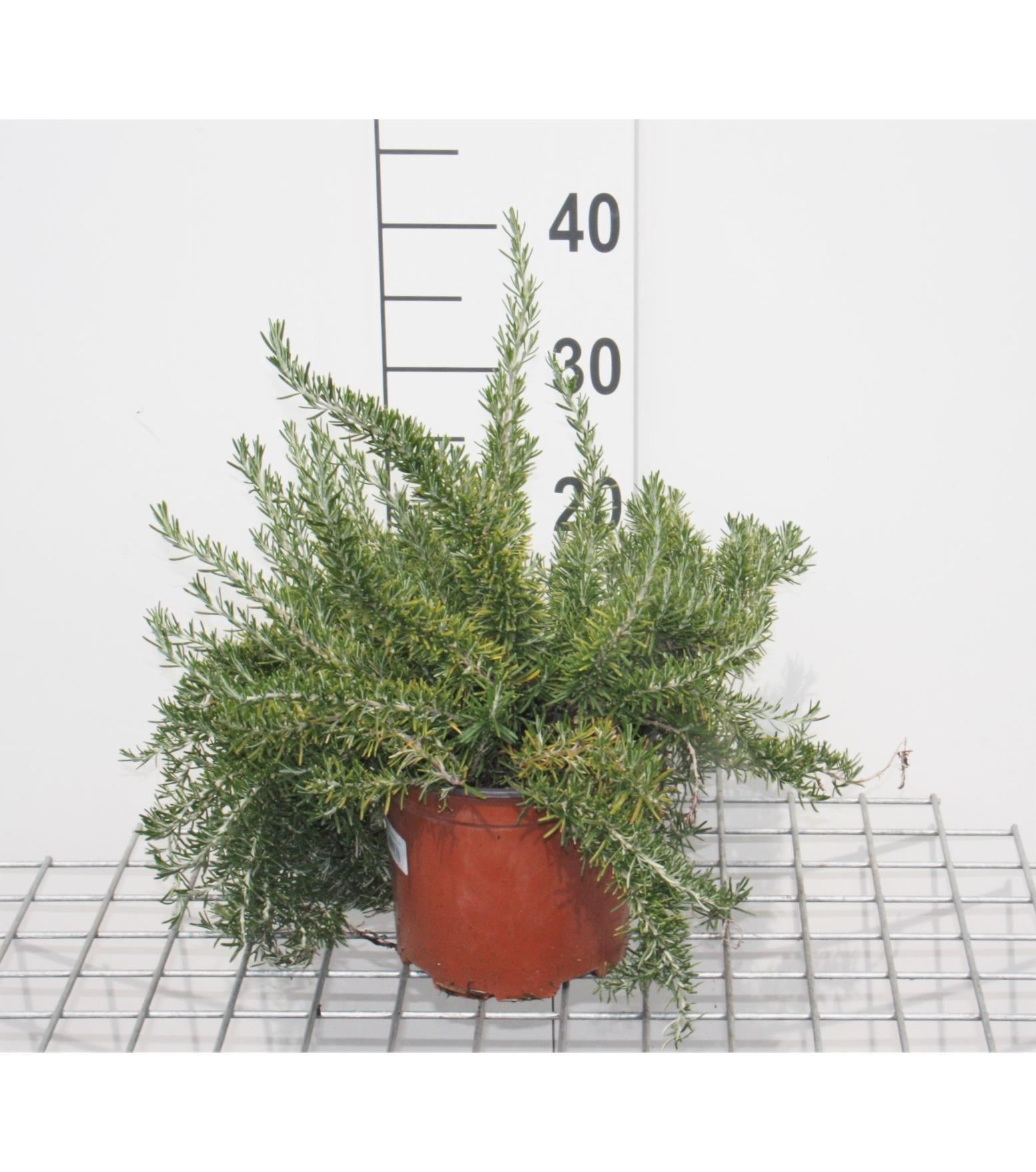 Rosmarinus officinalis'Prostratus'- pot - 20-30 cm (Kruiprozemarijn) - Kruiprozemarijn afbeelding