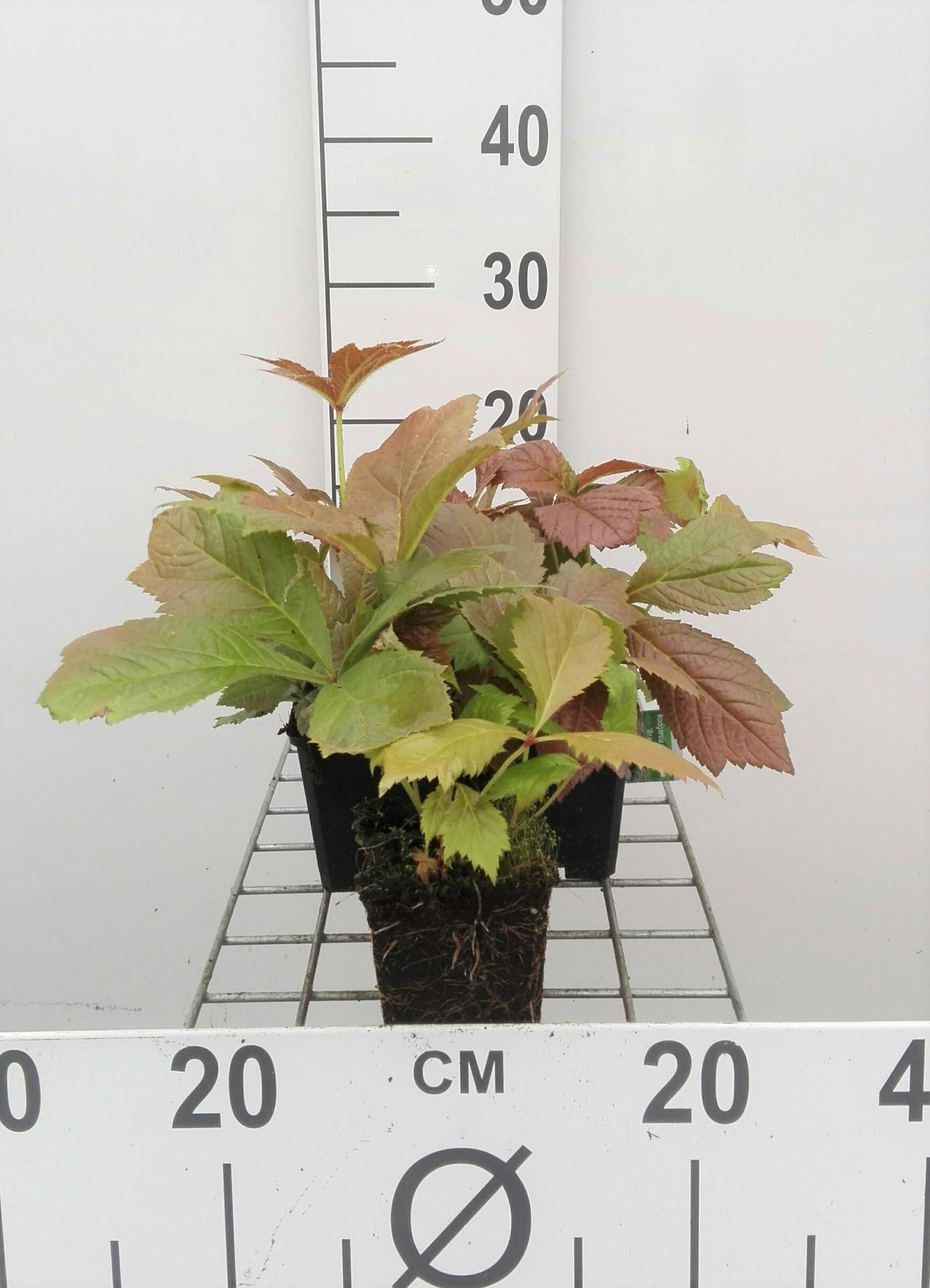 Rodgersia pinnata'Braunlaub'- pot 9x9 cm afbeelding