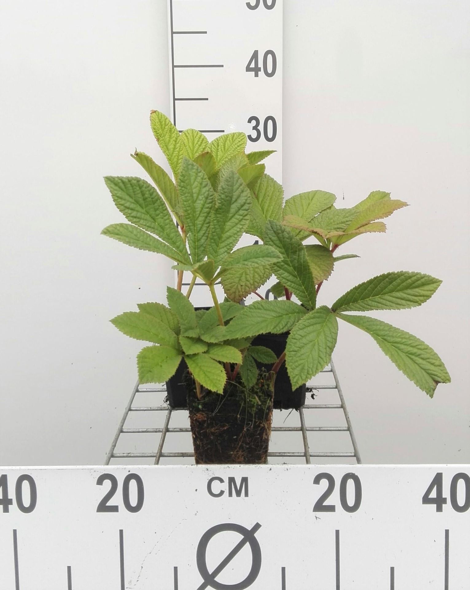 Rodgersia pinnata - pot 9x9 cm afbeelding