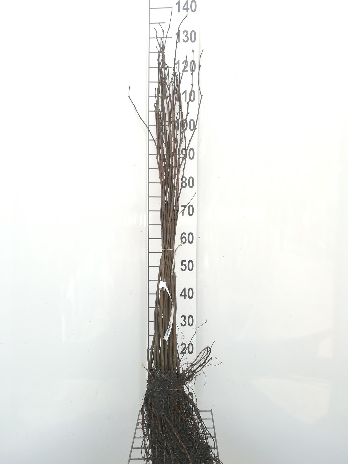 Robinia pseudoacacia - blote wortel - 60-90 cm afbeelding