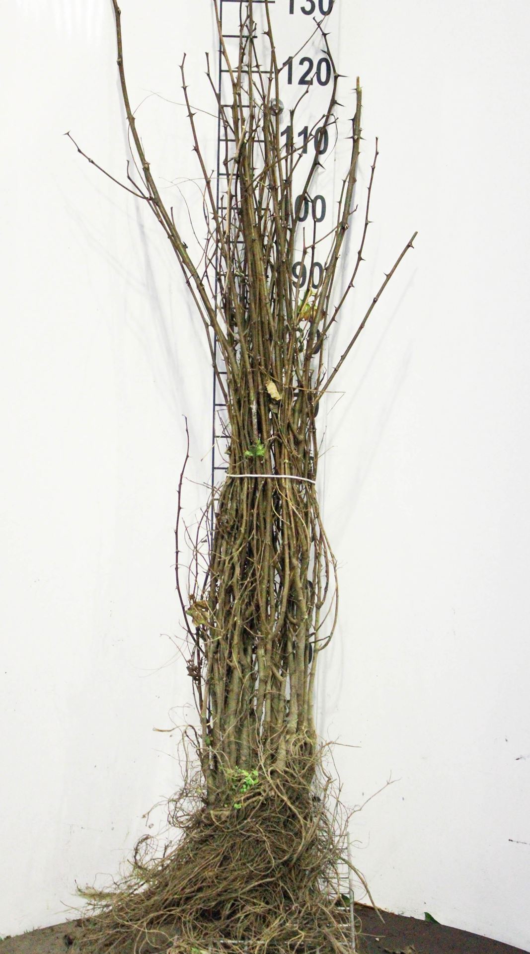 Robinia pseudoacacia - blote wortel - 90-120 cm afbeelding