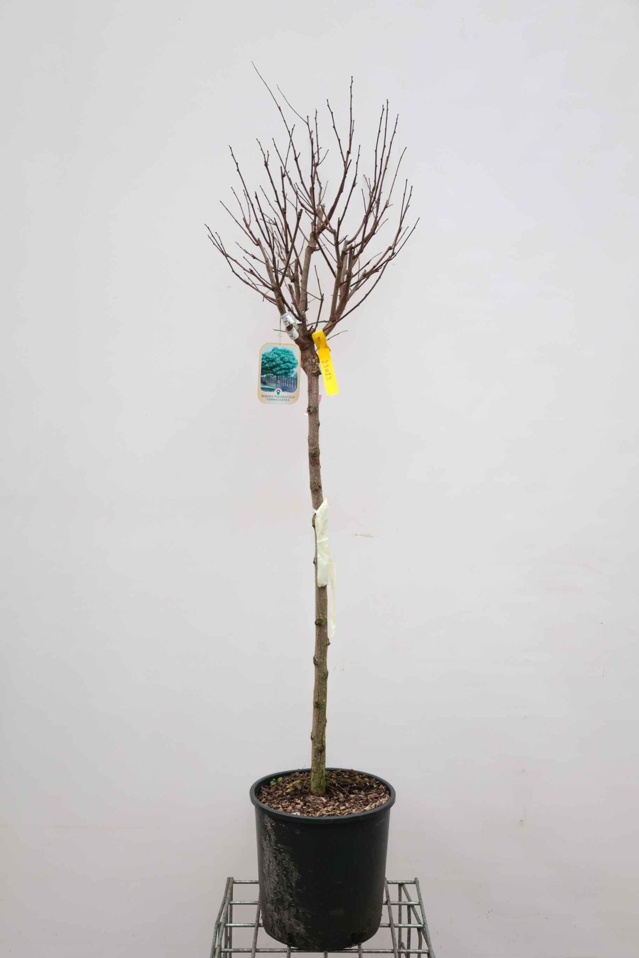 Robinia pseudoacacia'Umbraculifera'- pot 18L - halfstam boom afbeelding