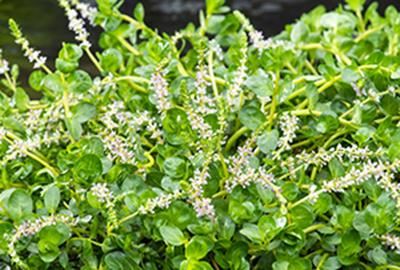 Rotala rotundifolia - pot 9x9 cm afbeelding