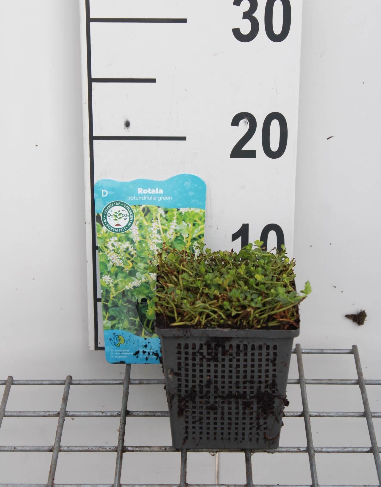 Rotala rotundifolia - pot 11x11 cm afbeelding