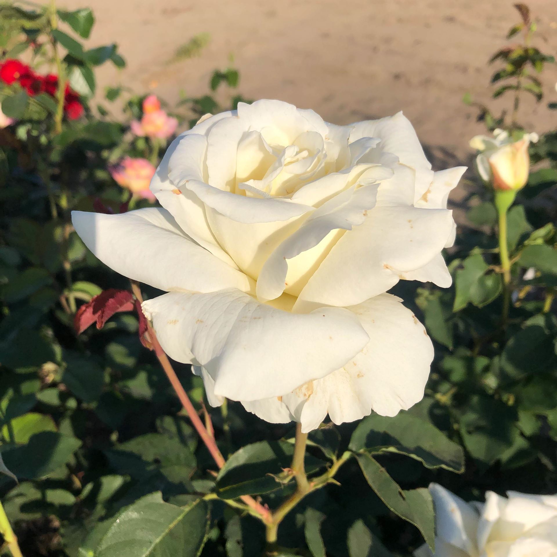 Rosa'Lenip'(Pascali) - blote wortel - afbeelding