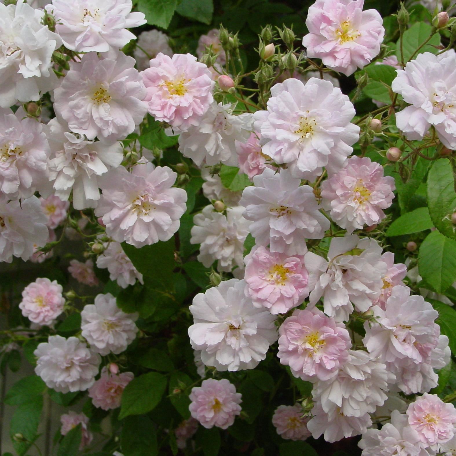 Rosa'Paul's Himalayan Musk'- pot - klimroos afbeelding