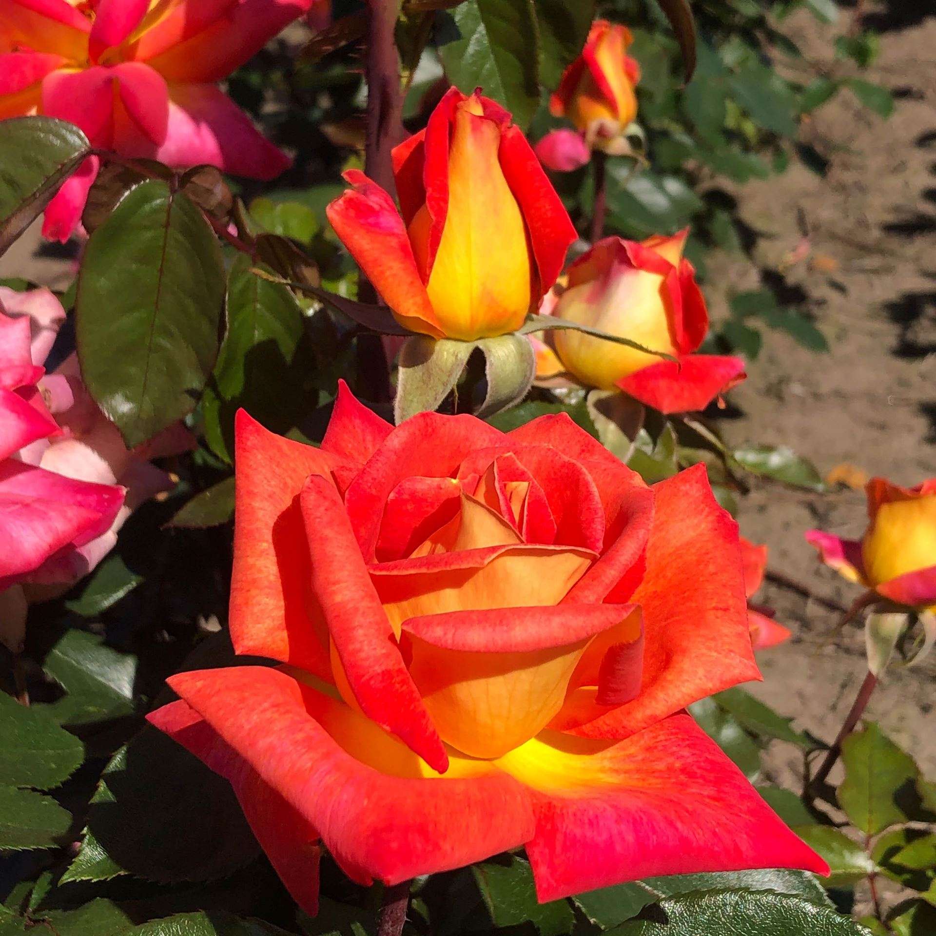 Rosa'Macar'(Piccadilly) - blote wortel afbeelding