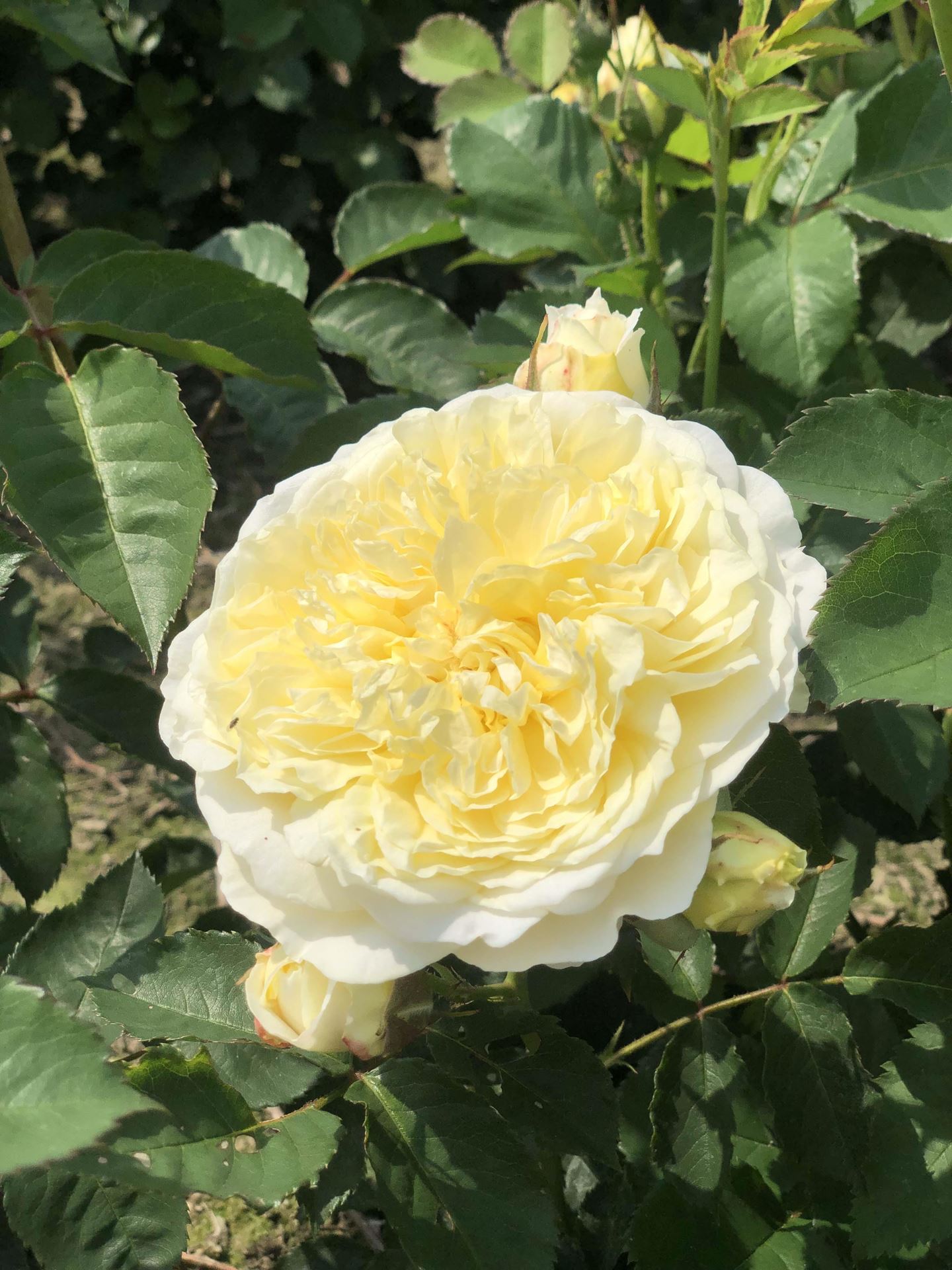 Rosa'Auswalker'(Gartenarchitekt Günther Schultze, The Pilgrim) - pot afbeelding