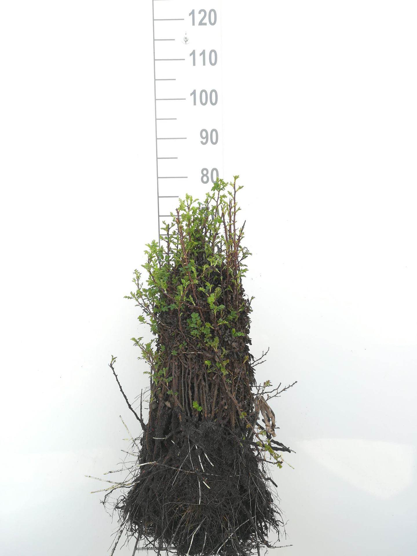 Rosa pimpinellifolia - blote wortel - 40-60 cm afbeelding