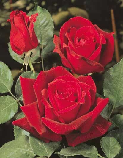 Rosa'Meicesar'(Papa Meilland) - pot afbeelding