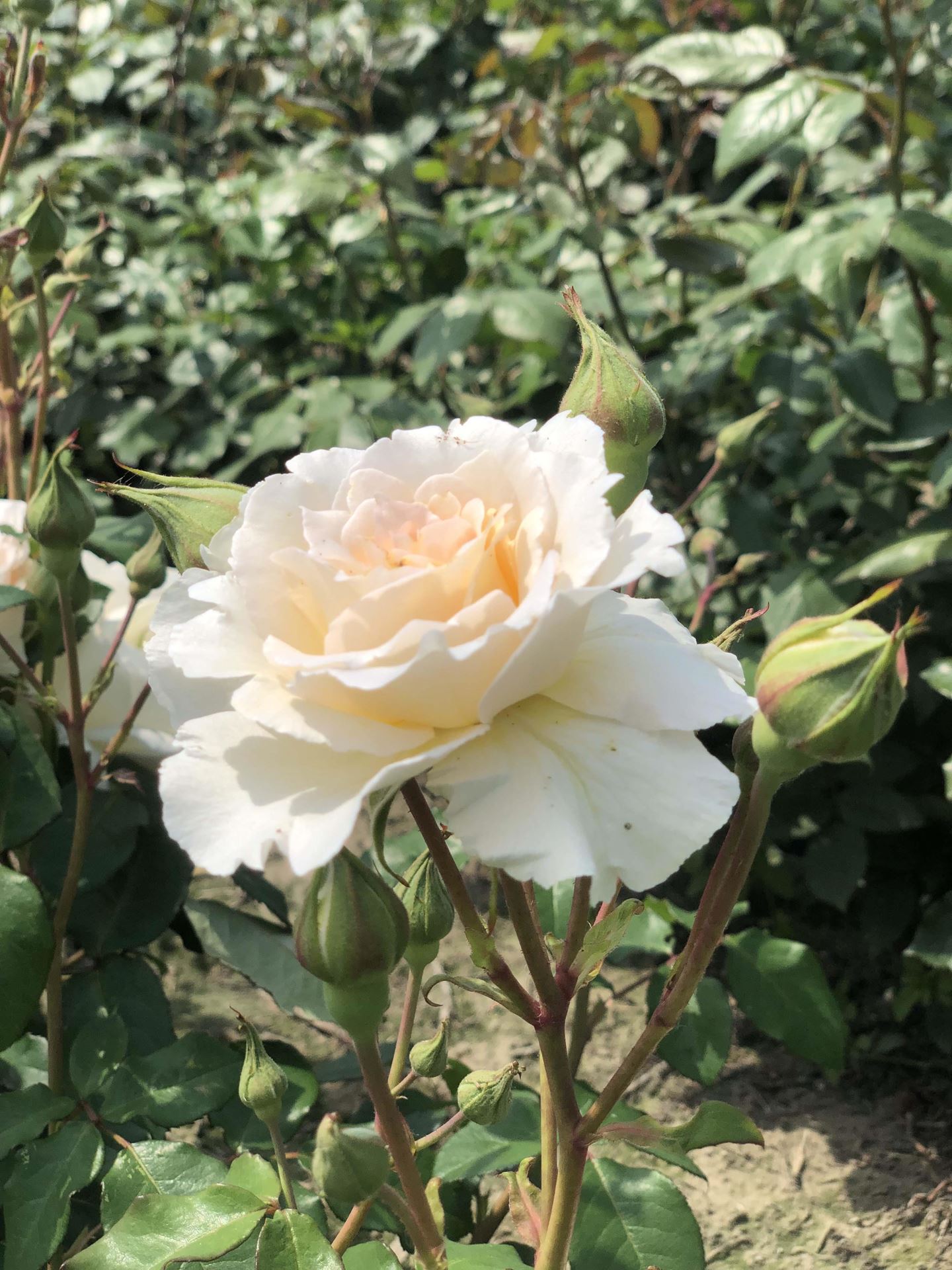Rosa'Orybie'(Poustinia) - pot afbeelding
