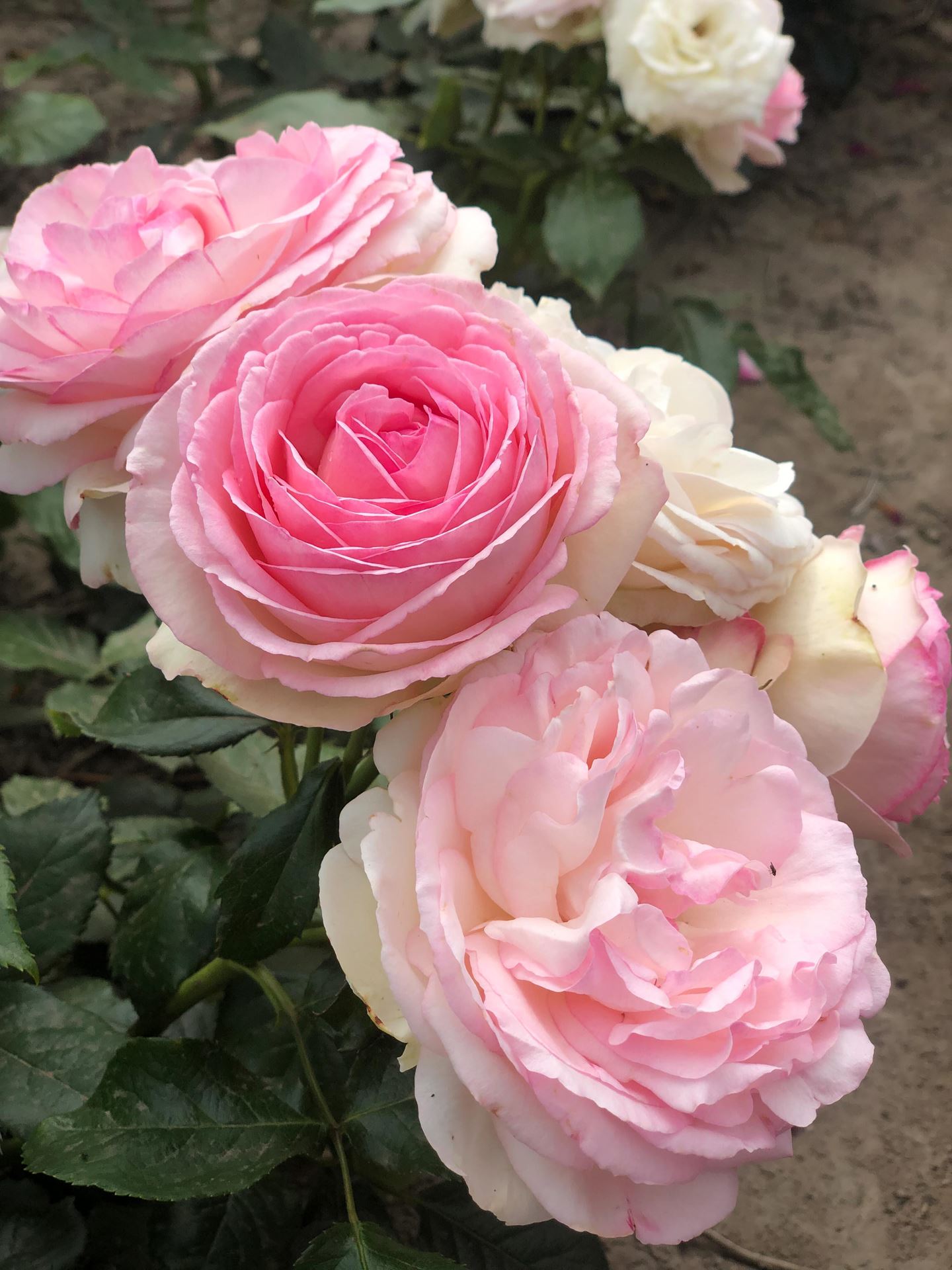 Rosa'Meiviolin'(Eden Rose, Pierre de Ronsard) - pot - klimroos afbeelding