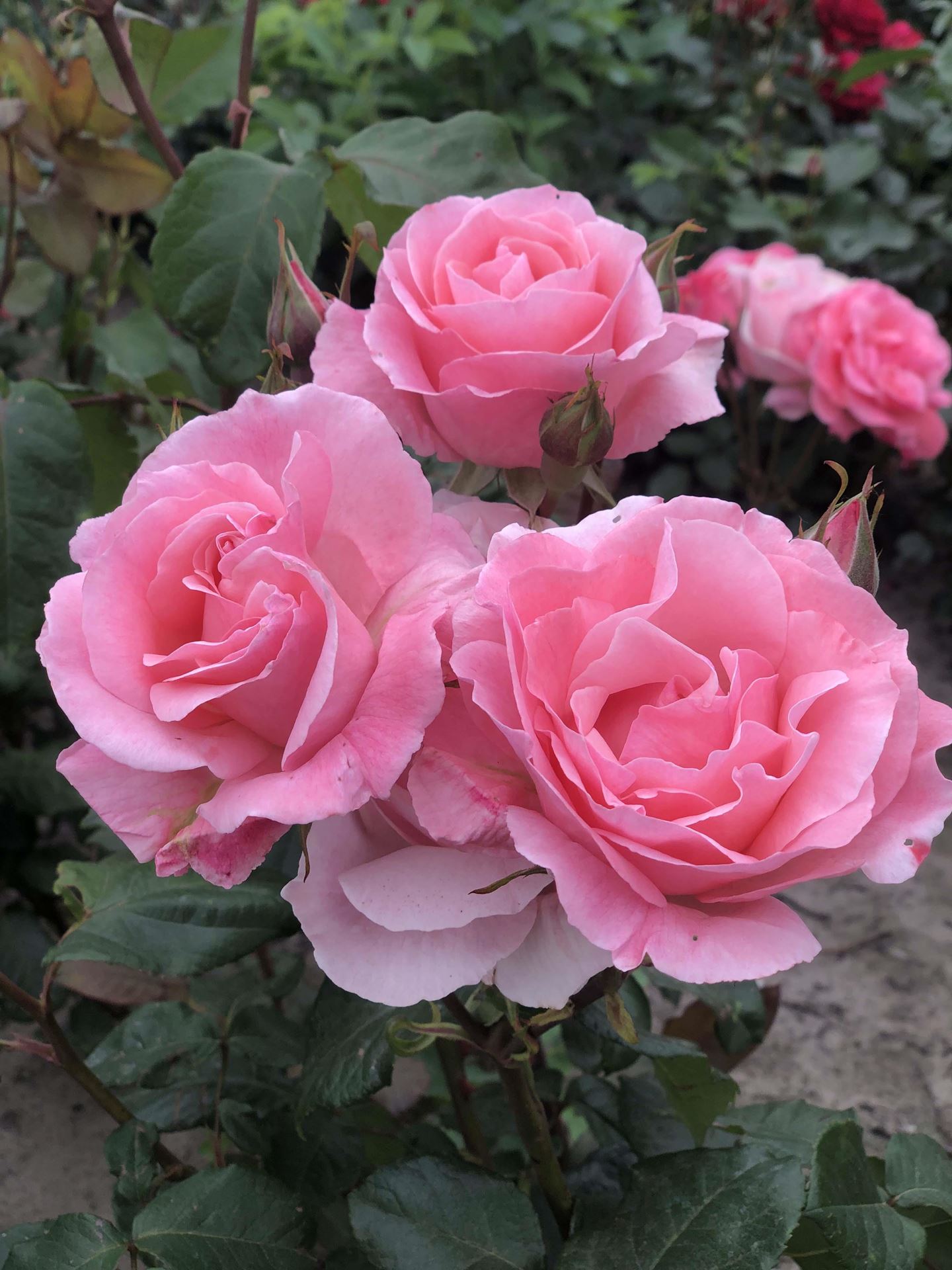 Rosa'Queen Elizabeth'- pot afbeelding