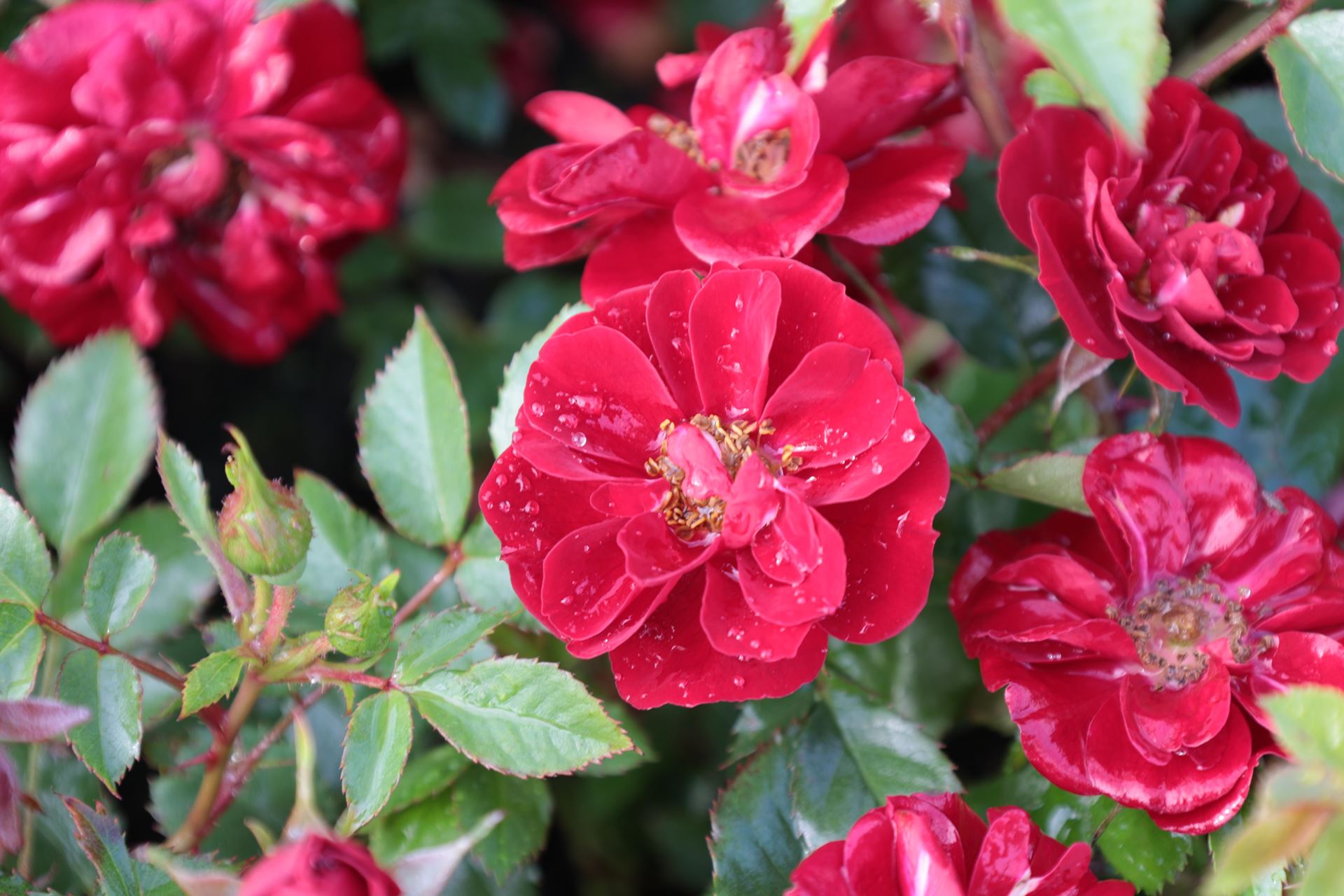 Rosa'Rote The Fairy'- pot 1,3L - afbeelding