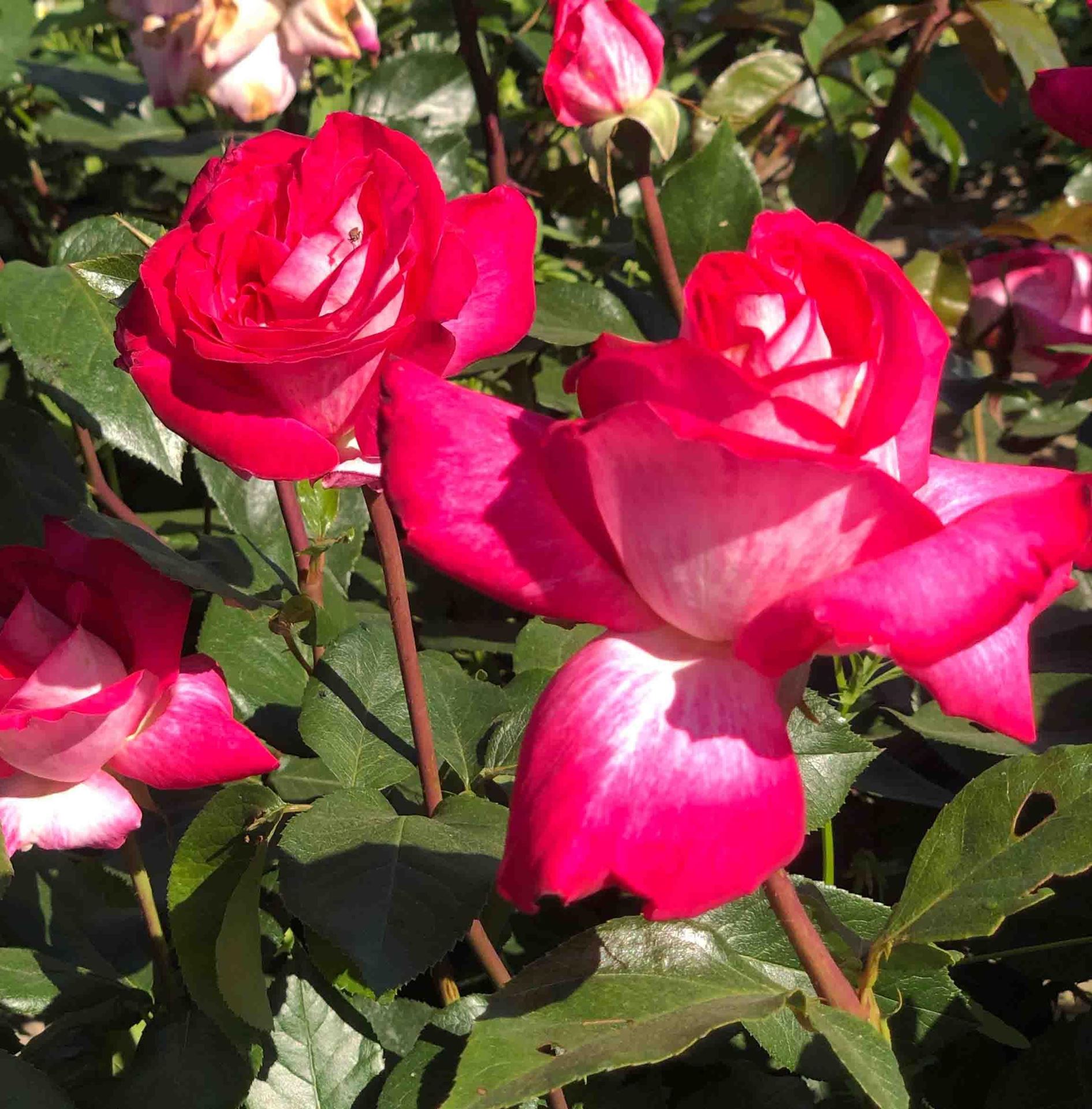 Rosa'Gaumo'(Rose Gaujard) - pot afbeelding