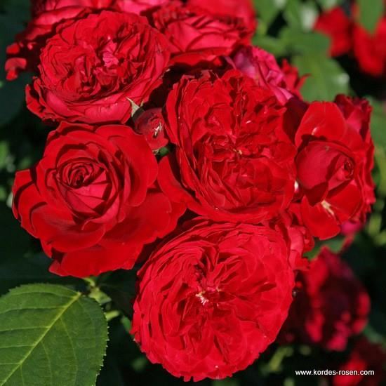 Rosa'Korvillade'(Rotilia) - blote wortel afbeelding