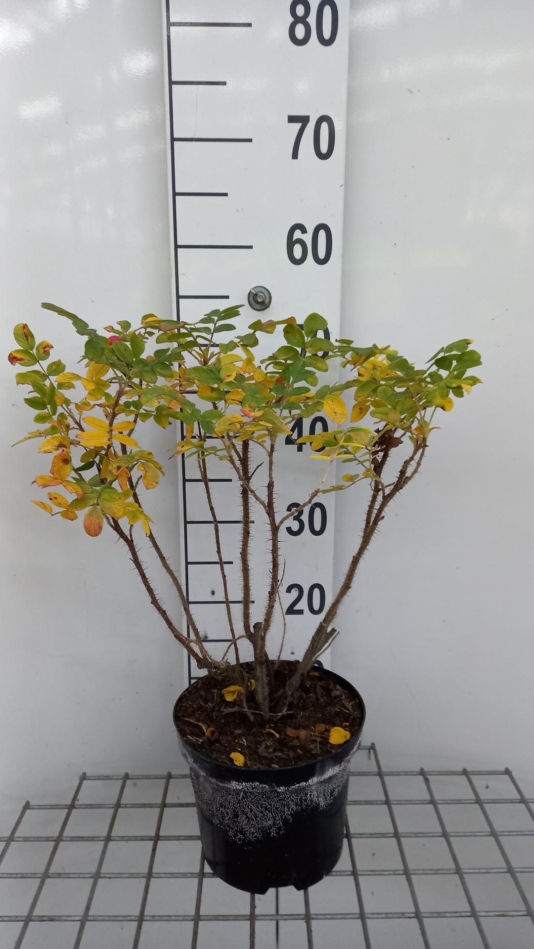 Rosa rugosa 'Rubra' - pot - 40-60 cm