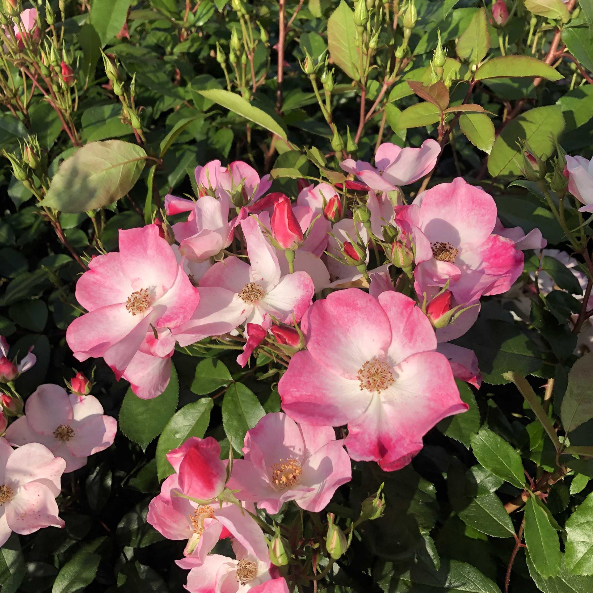 Rosa'Lenmobri'(Rush) - blote wortel afbeelding