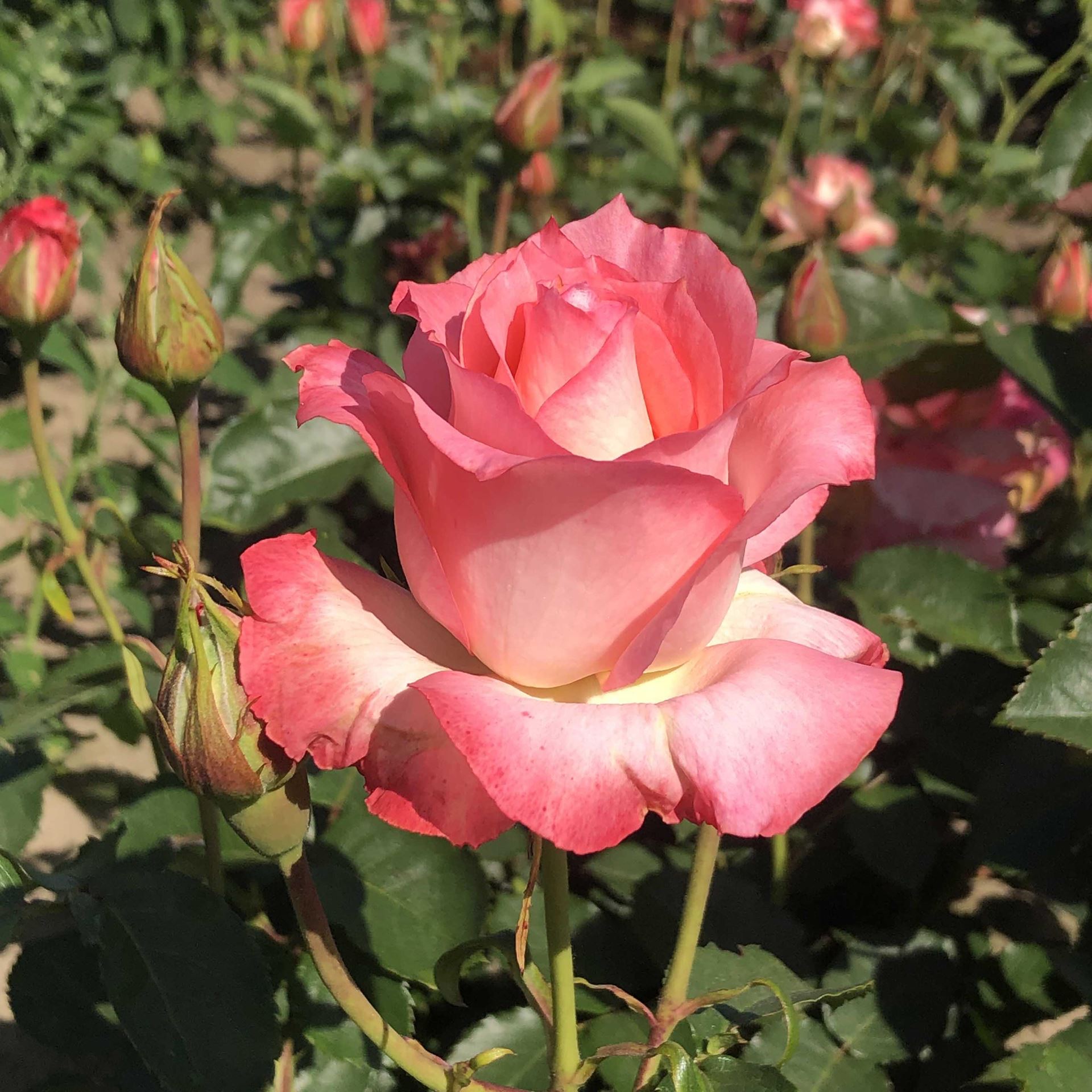 Rosa'Sabine'- pot afbeelding