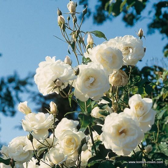Rosa'Korbin'(Biancaneve, Fee Des Neiges, Iceberg, Schneewittchen) - blote wortel afbeelding