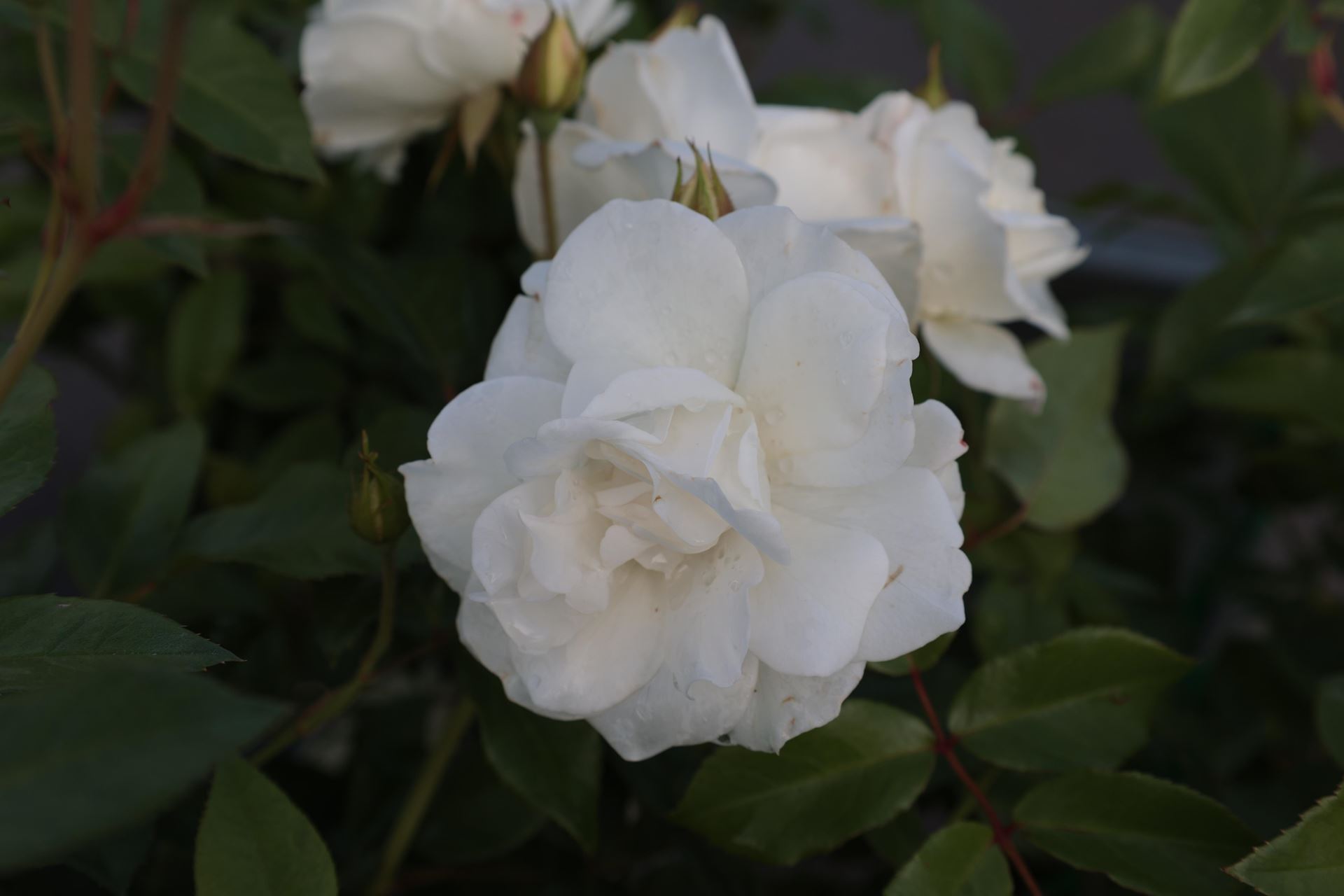 Rosa'Korbin'(Biancaneve, Fee Des Neiges, Iceberg, Schneewittchen) - pot - afbeelding