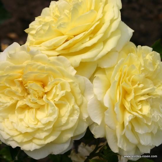 Rosa'Korgeleflo'(Solero, Solero Vigorosa, Splice) - blote wortel afbeelding