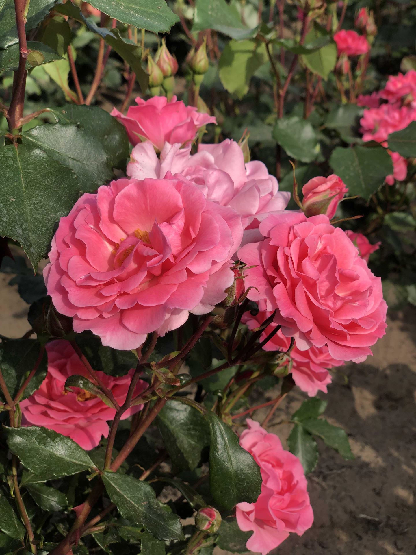 Rosa'Tom Tom'- pot afbeelding
