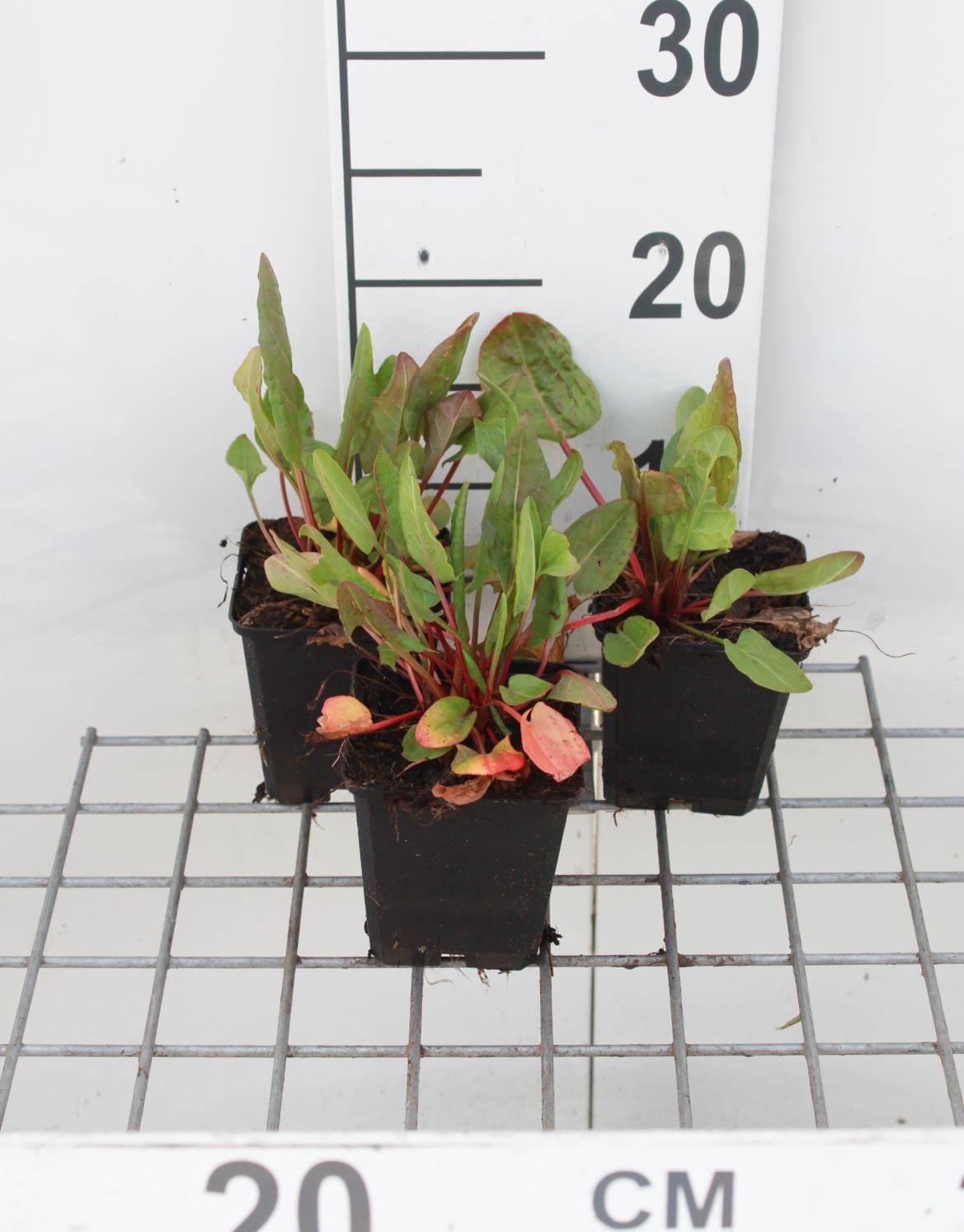 Veldzuring - pot 9x9 cm - gezaaid (Rumex acetosa) - Veldzuring afbeelding