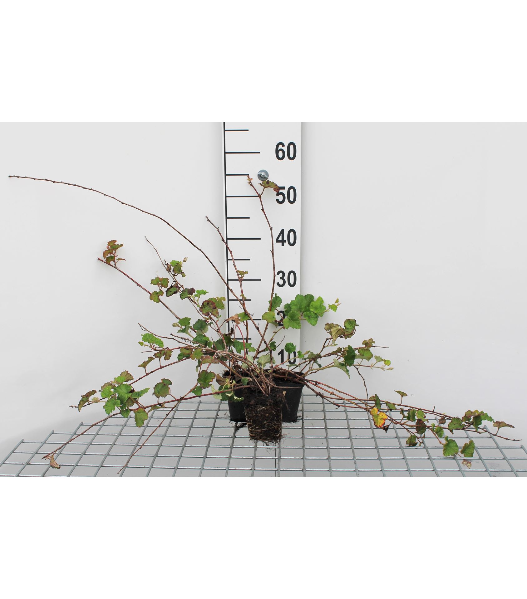 Rubus'Betty Ashburner'- pot 9x9 cm afbeelding