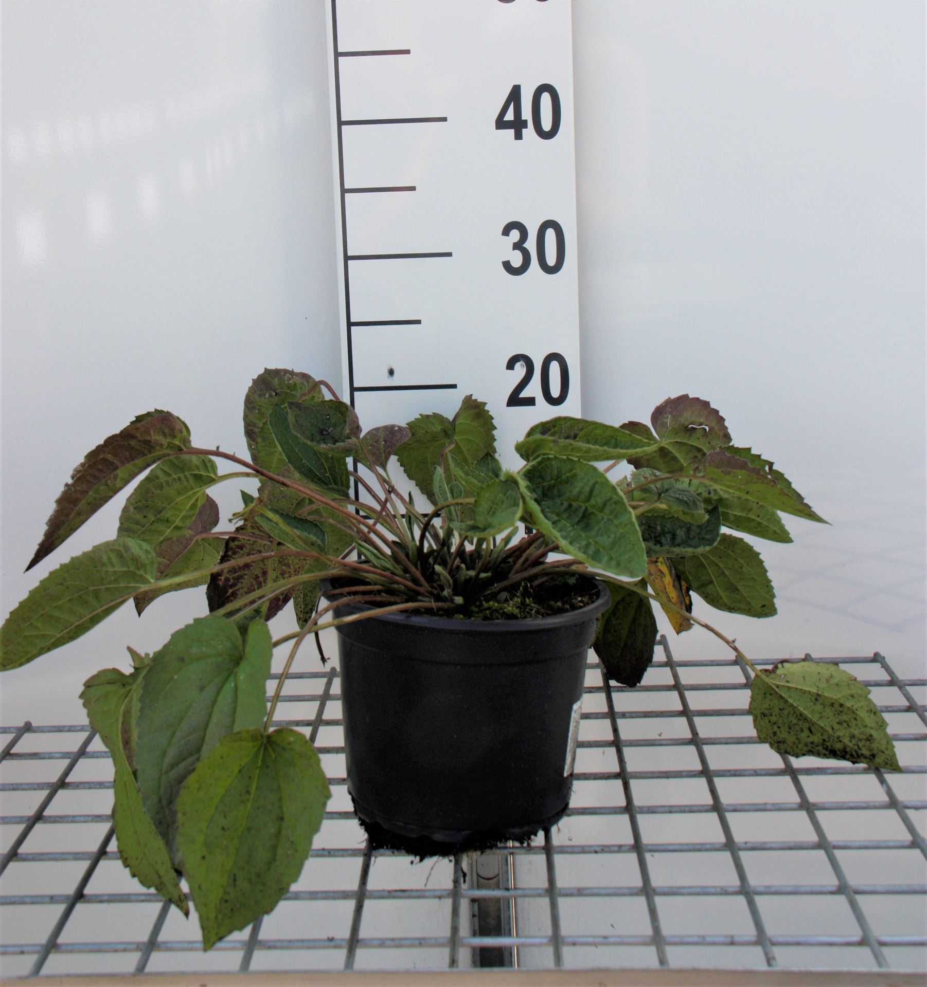Rudbeckia fulgida'Goldsturm'- pot 2L - afbeelding