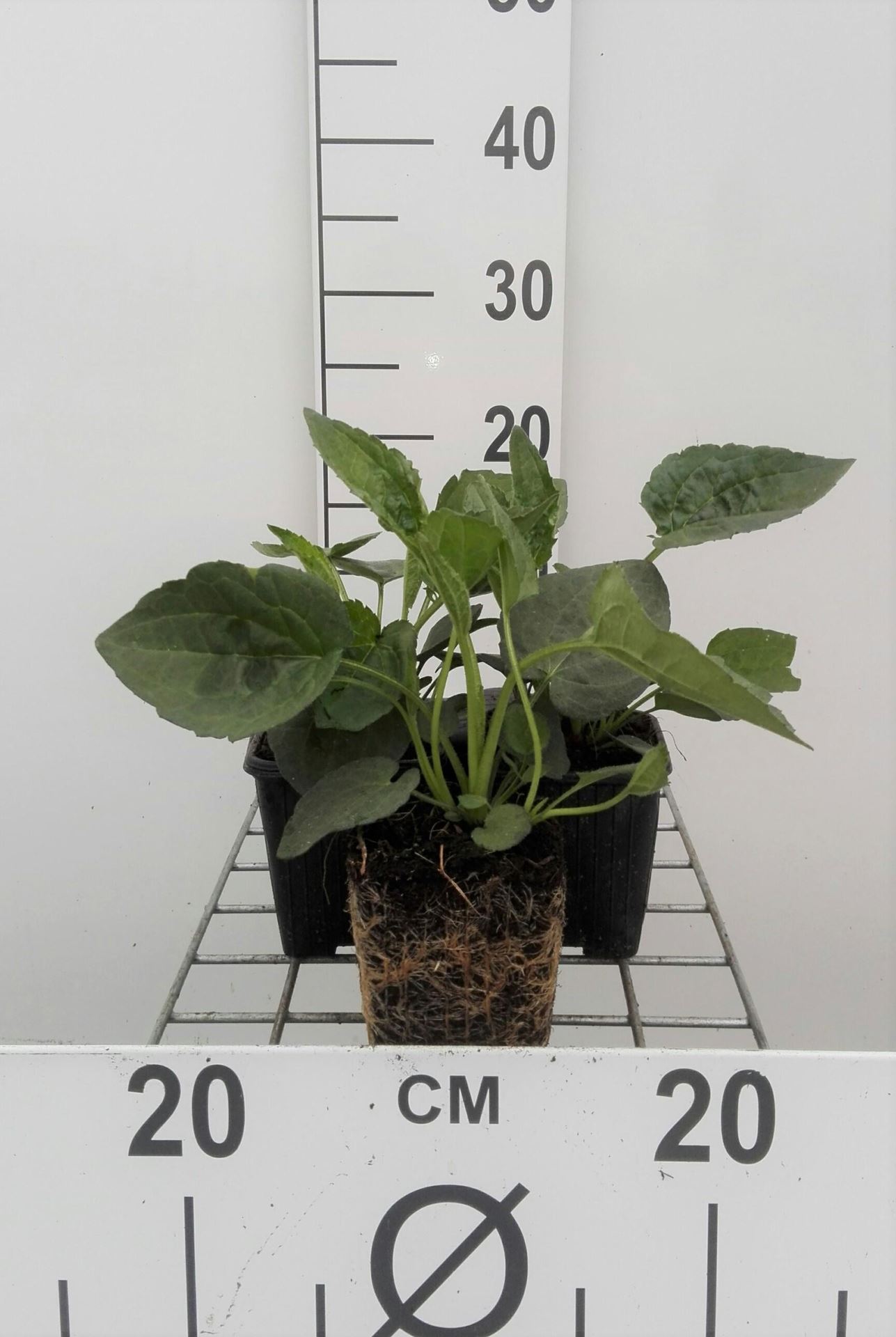Rudbeckia fulgida'Goldsturm'- pot 9x9 cm - Zonnehoed afbeelding