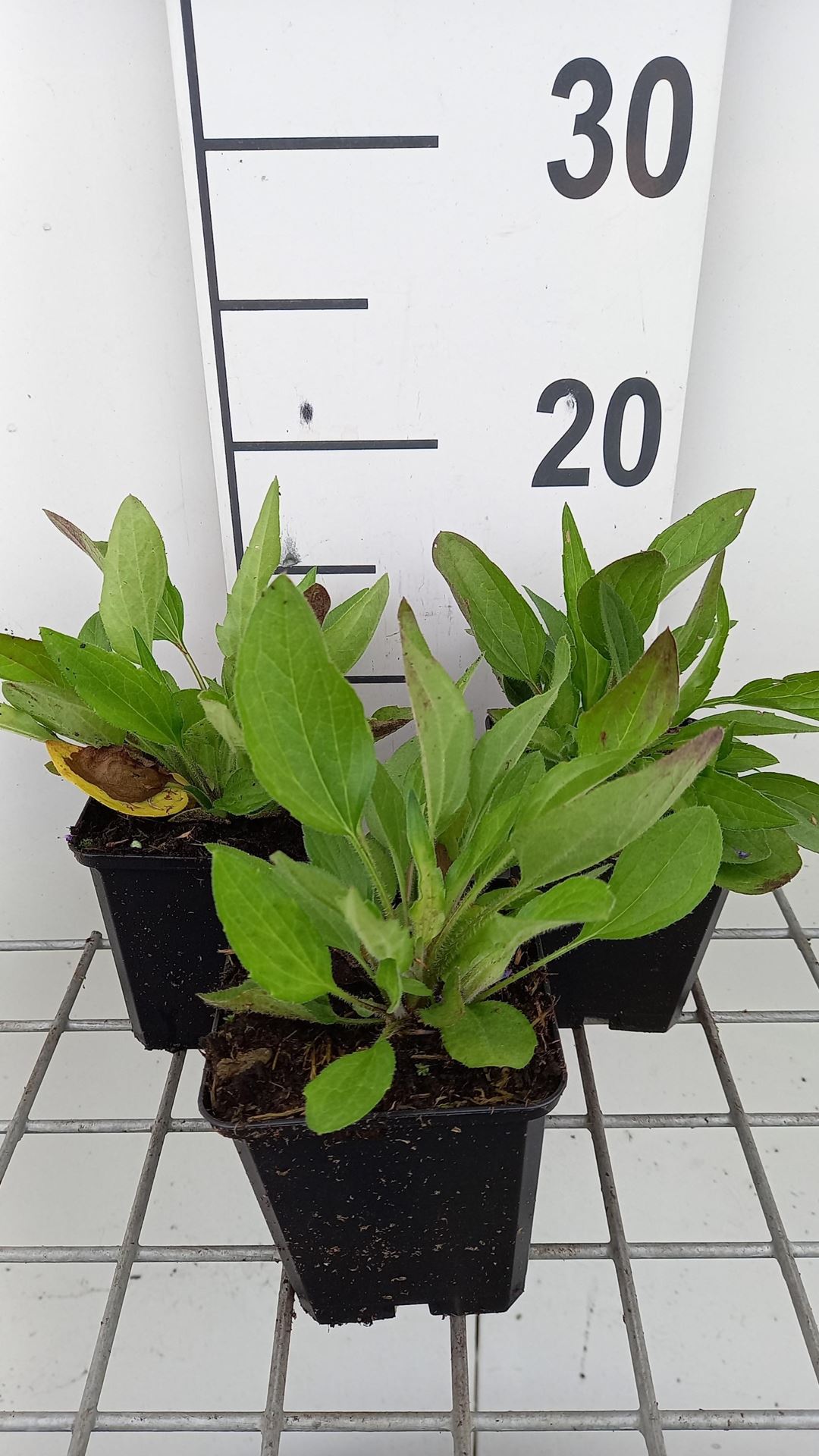 Rudbeckia fulgida var. speciosa - pot 9x9 cm afbeelding