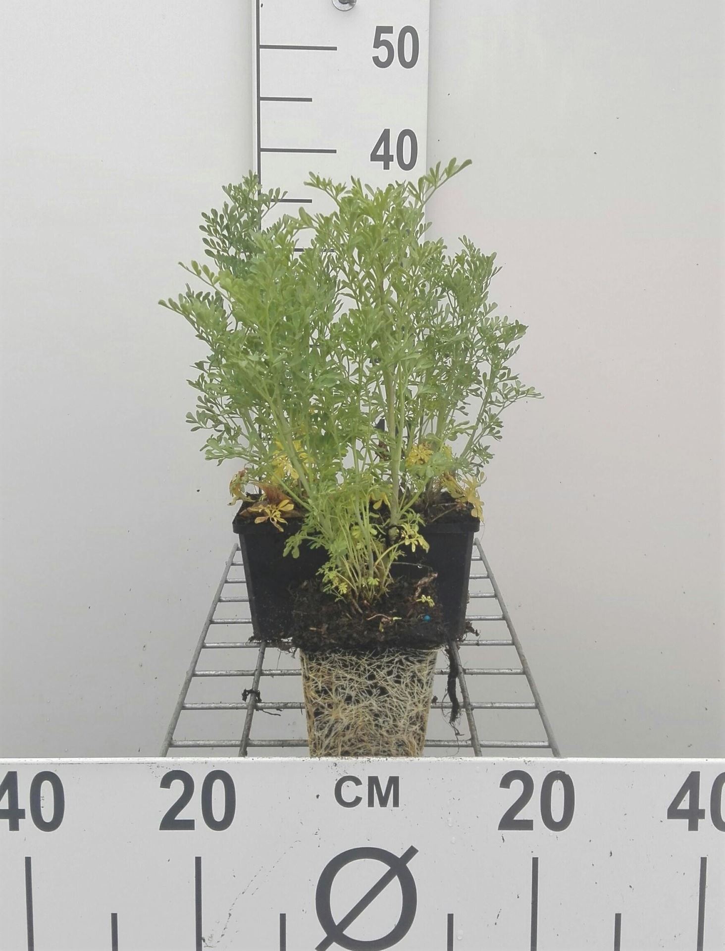 Wijnruit - pot 9x9 cm (Ruta graveolens) - Wijnruit afbeelding