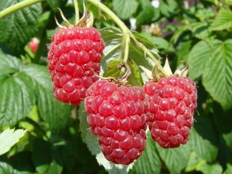 Rubus idaeus 'Autumn Bliss' (Blizzy) - pot - struik -