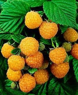 Rubus idaeus'Fallgold'- pot - struik afbeelding