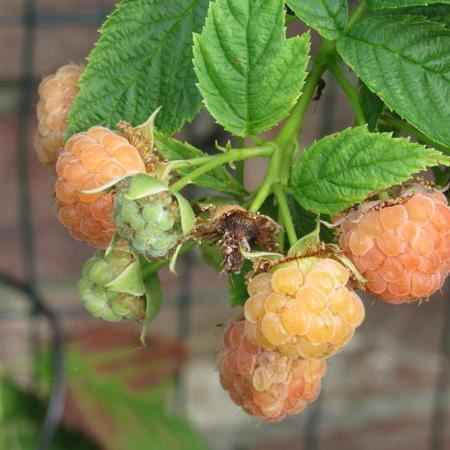 Rubus idaeus'Golden Everest'- pot - struik - Gele herfstframboos afbeelding