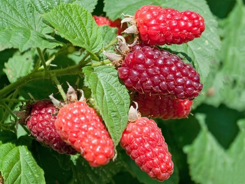 Rubus idaeus 'Héritage' - pot - struik -