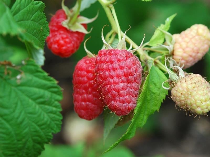 Rubus idaeus'Meeker'- pot - struik afbeelding