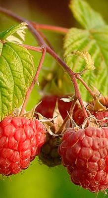 Rubus idaeus'Malling Promise'- blote wortel - struik - afbeelding