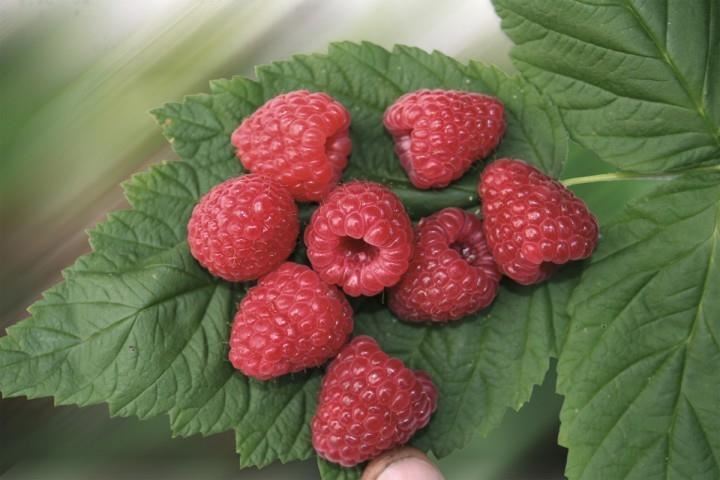 Rubus idaeus'Sugana'- pot - struik - afbeelding