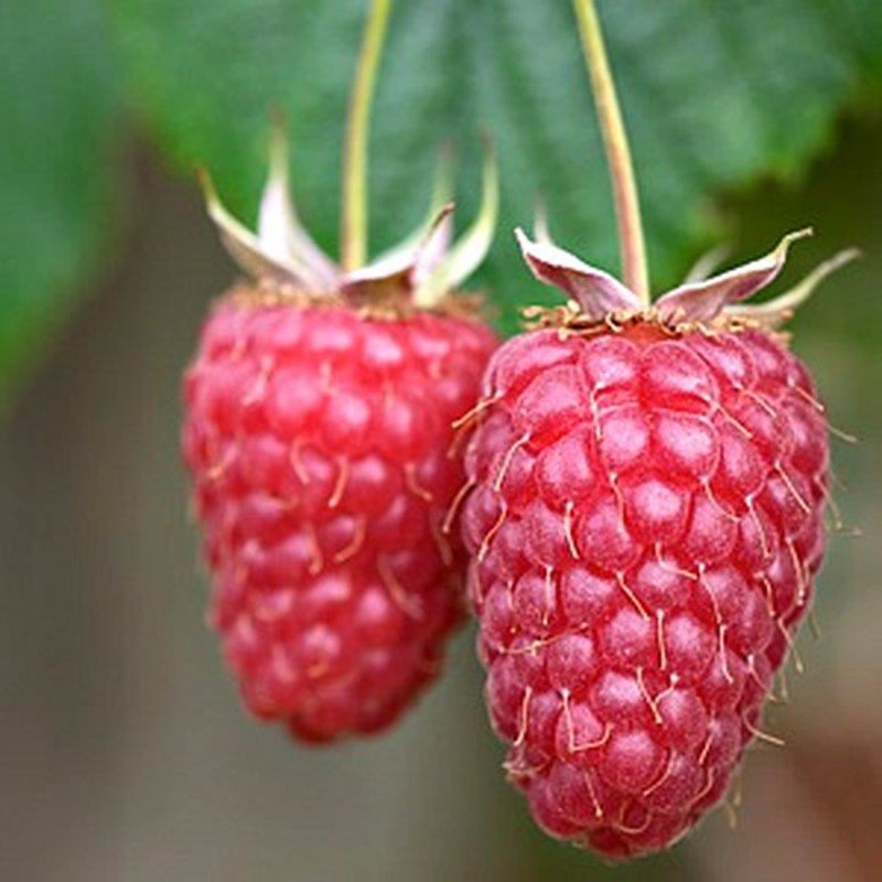 Rubus idaeus 'Tulameen' - pot - struik -